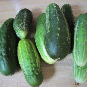 Bushy Pickling Cucumber Seeds -- Organically Grown, non-GMO, Heirloom, Made in Wisconsin - USA