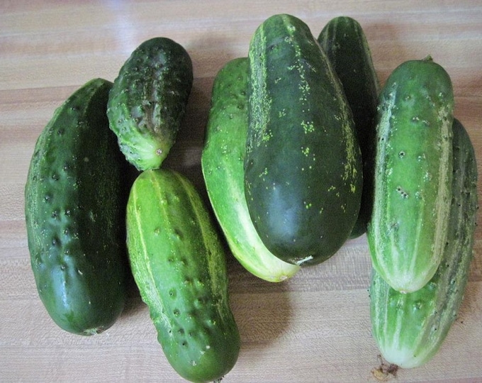 Bushy Pickling Cucumber Seeds -- Organically Grown, non-GMO, Heirloom, Made in Wisconsin - USA