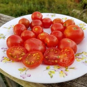 Christmas Grapes Tomato Seeds Organically Grown, non-GMO, Heirloom, Made in Wisconsin USA image 2
