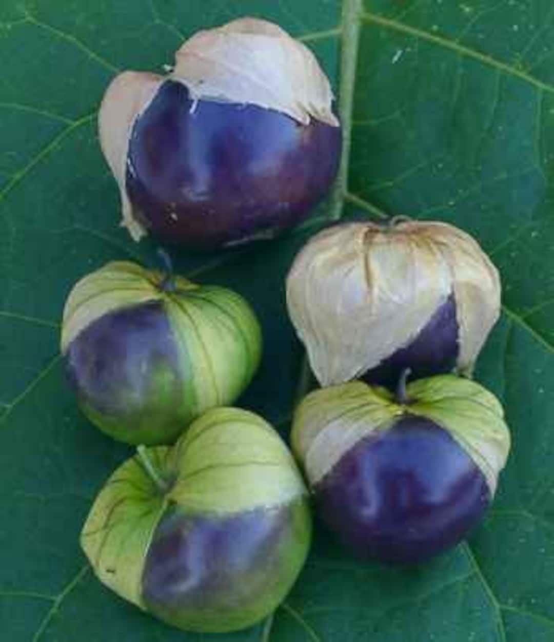 Purple Tomatillo Seeds Organically Grown, Nongmo, Heirloom, Made in