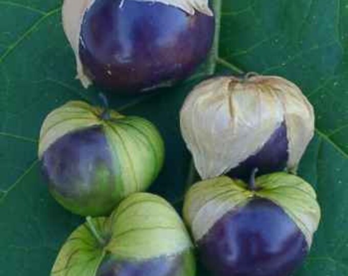Purple Tomatillo Seeds -- Organically Grown, non-GMO, Heirloom, Made in Wisconsin - USA