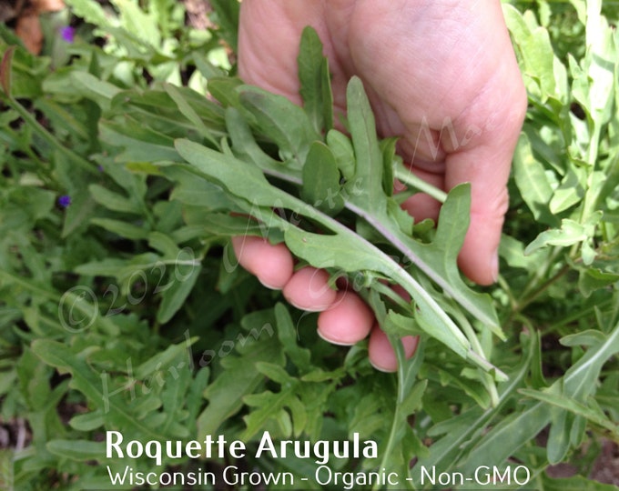 Roquette (Rocket) Arugula Seed | Various Packet Sizes | Diplotaxis tenuifolia | Organically Grown, Non-GMO, Grown in the USA