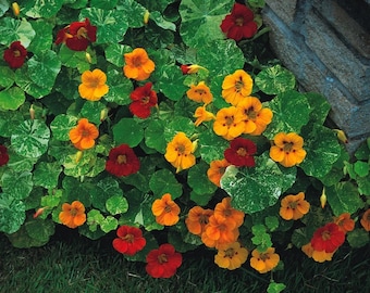 Alaska Blend Nasturtium Seeds