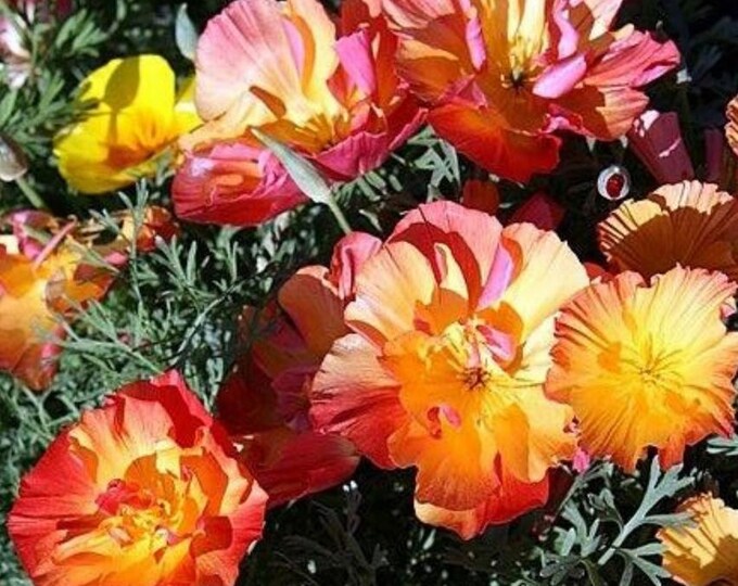 Ballerina Blend California Poppy Seed