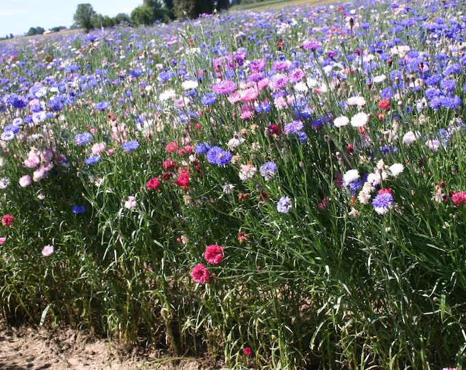Tall Blend Bachelor's Button Seeds