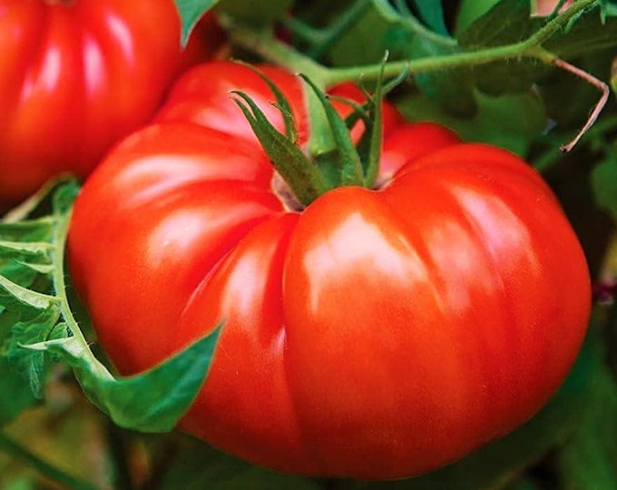 Beefsteak Tomato Seeds -- Organically Grown, non-GMO, Heirloom, Made in Wisconsin - USA