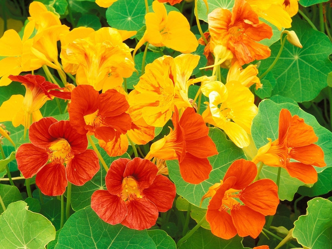 Jewel Blend Nasturtium Seeds Etsy