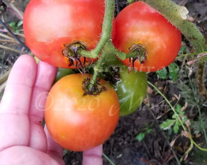 Riesentraube Tomato Seeds -- Organically Grown, non-GMO, Heirloom, Made in Wisconsin - USA