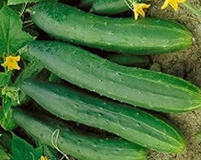 WI Grown Tendergreen Burpless Cucumber Seed