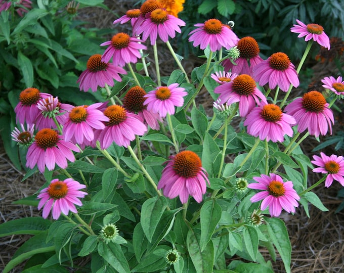 Purple Coneflower -- Echinacea -- Seeds