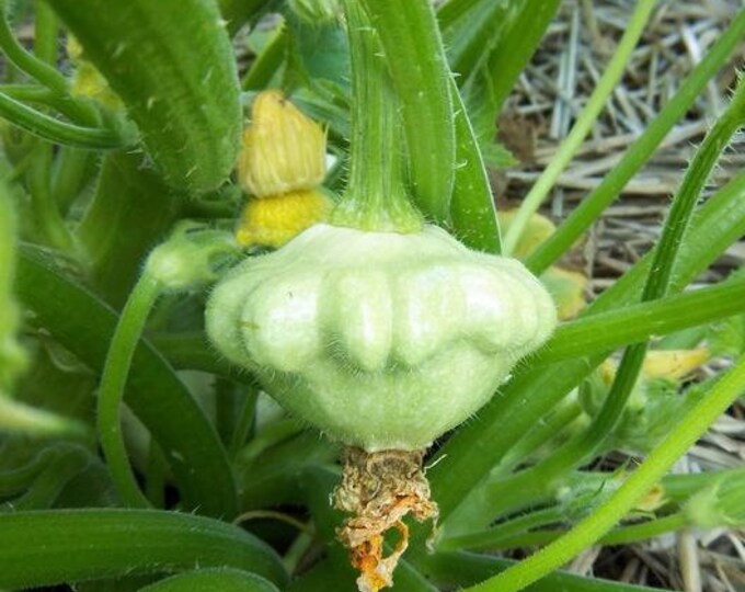 Benning's Green Tint Scallop Summer Squash Seed