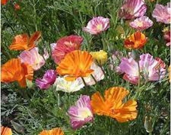 Ballerina Blend California Poppy Seed