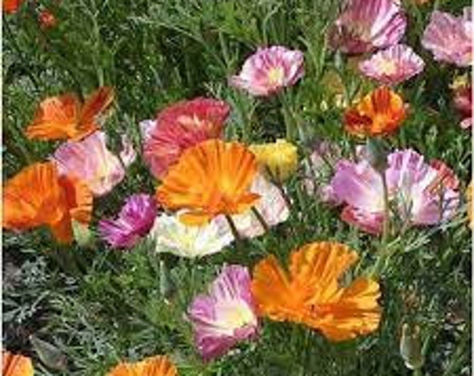 Ballerina Blend California Poppy Seed