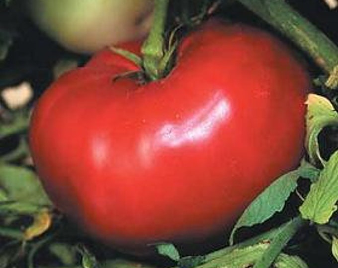 Mortgage Lifter (Halladay's Strain) Tomato Seeds -- Organically Grown, non-GMO, Heirloom, Made in Wisconsin - USA