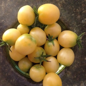 Snow White Tomato Seed -- Organically Grown, non-GMO, Heirloom, Made in Wisconsin - USA