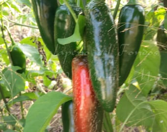 Jalapeno del Fondos Hot Pepper Seed