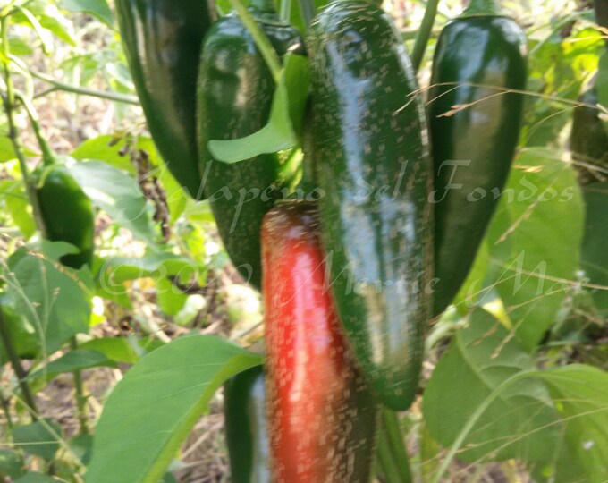 Jalapeno del Fondos Hot Pepper Seed