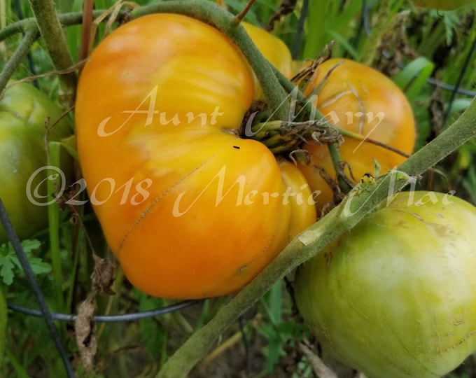 Aunt Mary Tomato Seeds -- Organically Grown, non-GMO, Heirloom, Made in Wisconsin - USA