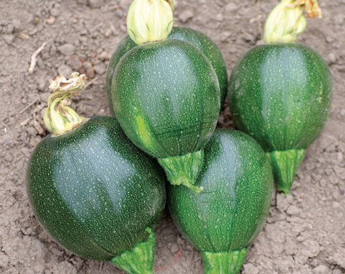 Round Zucchini Seed