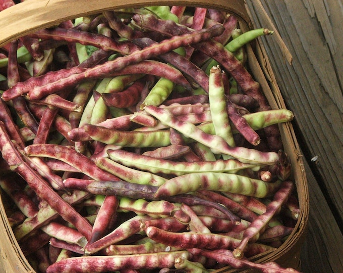 Mississippi Purple Hull Cowpea (Southern Pea) Seed