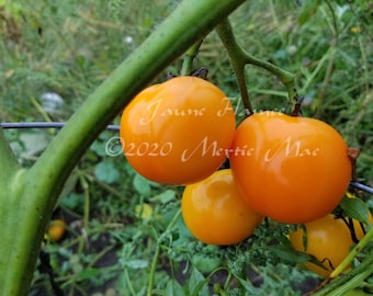 Jaune Flamme Tomato Seeds -- Organically Grown, non-GMO, Heirloom, Made in Wisconsin - USA