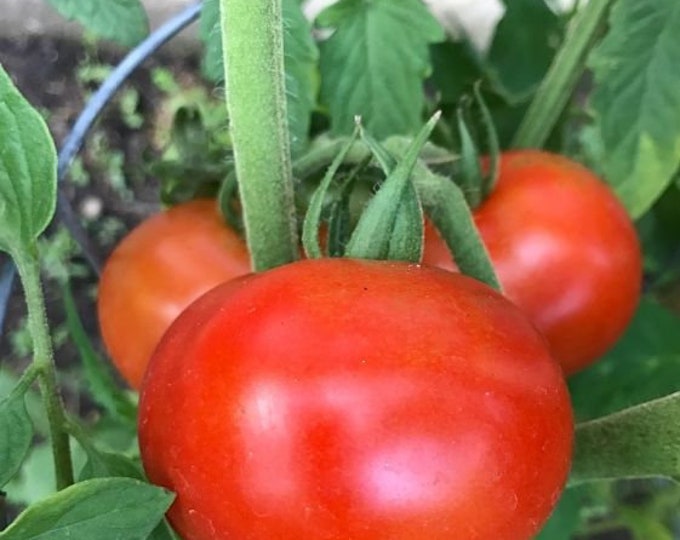 Super Sioux Tomato Seeds -- Organically Grown, non-GMO, Heirloom, Made in Wisconsin - USA
