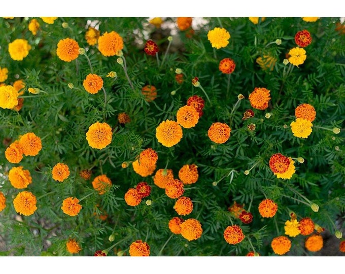 Petite Blend Marigold Seed -- Organically Grown, non-GMO, Heirloom, Made in Wisconsin - USA