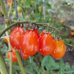 Caberet Grape Tomato Seed -