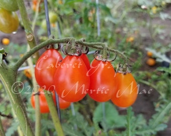 Caberet Grape Tomato Seed -