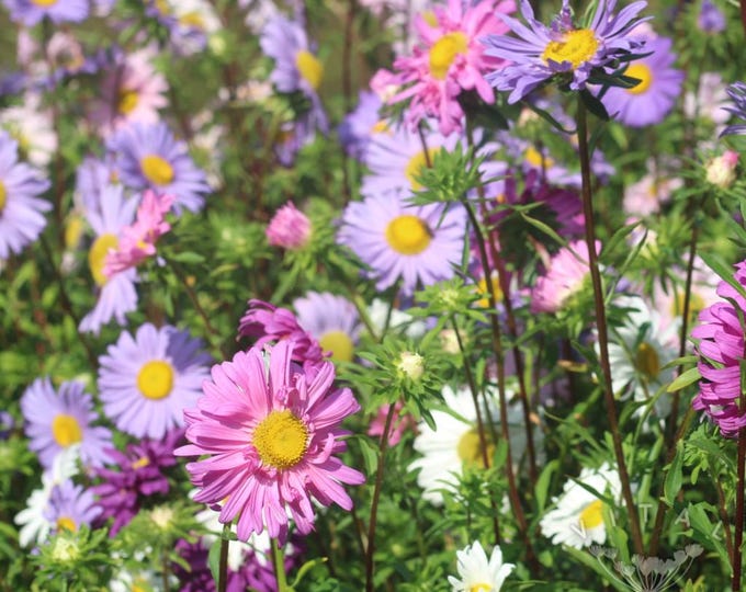 Single Mixed Aster Seeds, non-GMO, Grown in the USA, Heirloom, Open-Pollinated