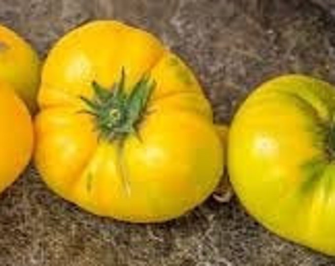 Azoychka Tomato Seeds -- Organically Grown, non-GMO, Heirloom, Made in Wisconsin - USA