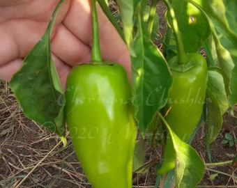 Chervena Chushka Sweet Pepper Seed