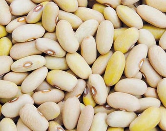 Arikara Yellow Dry Bush Bean Seed