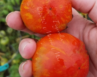 Tigerella Tomato Seeds -- Organically Grown, non-GMO, Heirloom, Made in Wisconsin - USA