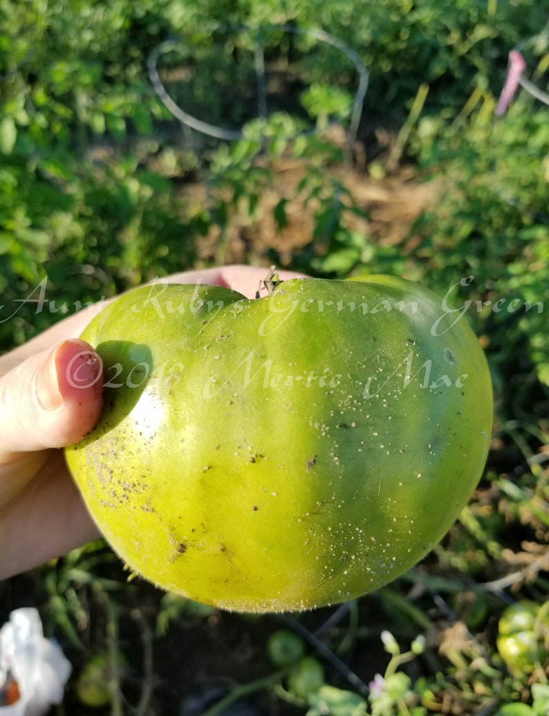 Aunt Ruby's German Green Tomato Seeds Organically Grown, non-GMO, Heirloom, Made in Wisconsin USA image 2