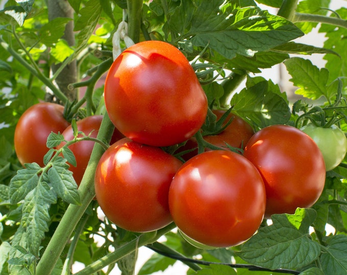 Oregon Spring Tomato Seeds -- Organically Grown, non-GMO, Heirloom, Made in Wisconsin - USA