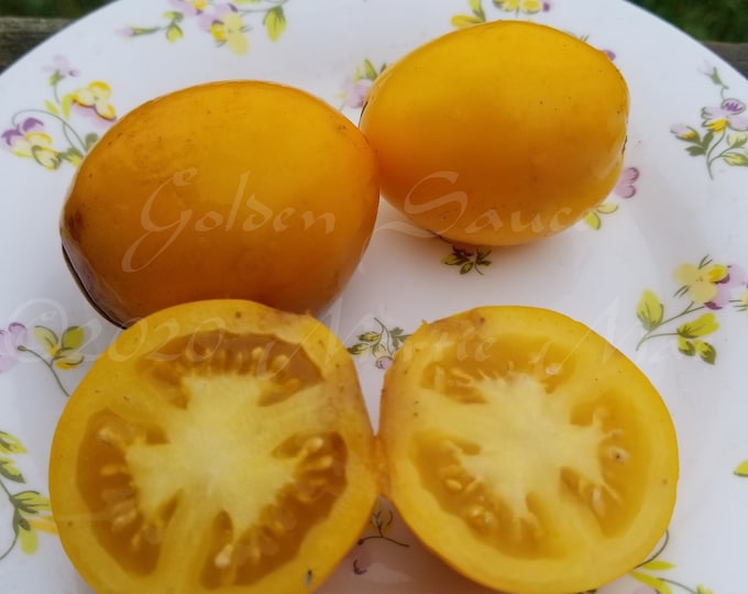Golden Sauce Tomato Seed -- Organically Grown, non-GMO, Heirloom, Made in Wisconsin - USA