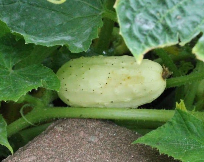 Miniature White Cucumber Seeds
