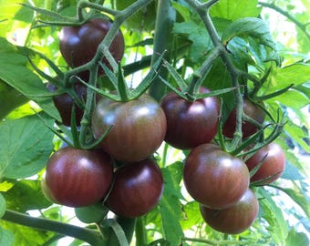 Black Cherry Tomato Seed
