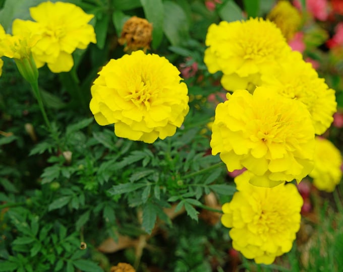 Bonanza Yellow Marigold Seeds