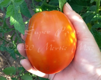 Super Paste Tomato Seeds -- Organically Grown, non-GMO, Heirloom, Made in Wisconsin - USA