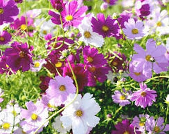 Tall Sensations Blend Cosmos bipinnatus Seeds