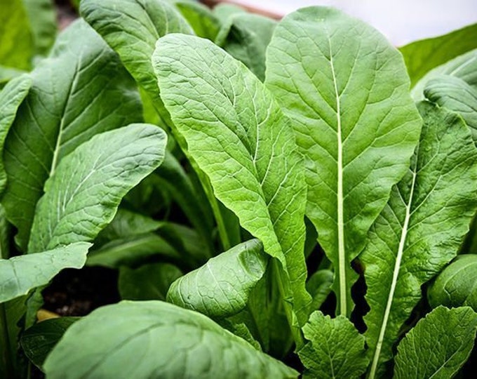 Tendergreen Mustard Greens Seeds -- Organically Grown, non-GMO, Heirloom, Made in Wisconsin - USA