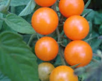 Sun Sugar OP Tomato Seeds -- Organically Grown, non-GMO, Heirloom, Made in Wisconsin - USA