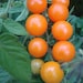 see more listings in the Tomato Seeds section