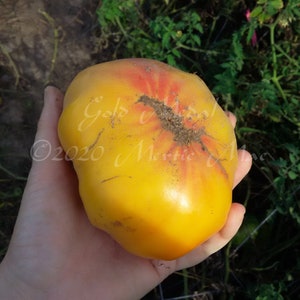 Gold Medal Tomato Seeds Organically Grown, non-GMO, Heirloom, Made in Wisconsin USA image 2