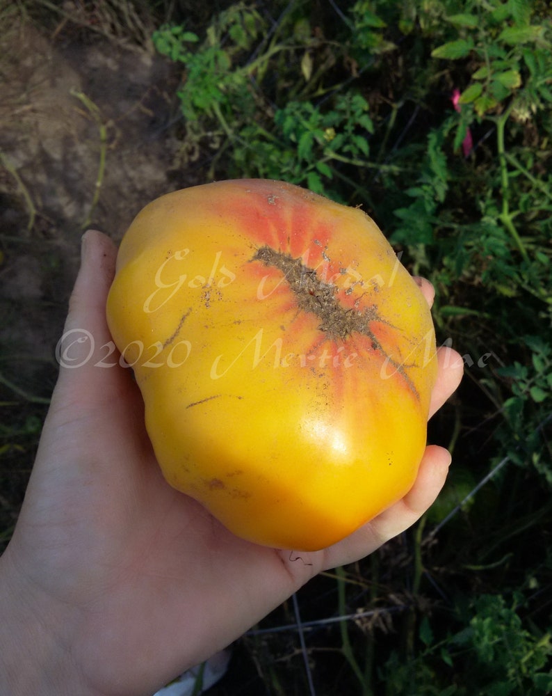 Gold Medal Tomato Seeds Organically Grown, non-GMO, Heirloom, Made in Wisconsin USA image 2