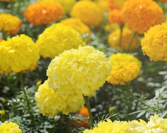 Crackerjack Marigold Seeds