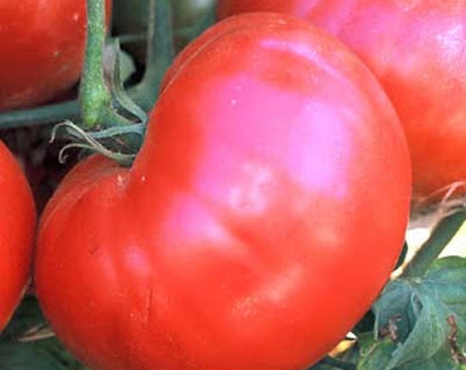 Ponderosa Red Tomato Seeds -- Organically Grown, non-GMO, Heirloom, Made in Wisconsin - USA