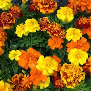 Sparky Blend Marigold Seeds
